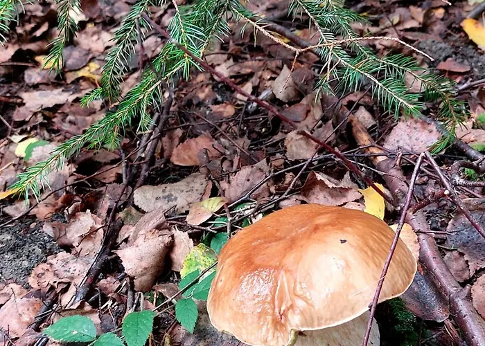 Stromodomek Vlckova